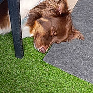 Lemon a rejoint le concours — aidez-le/la à gagner de superbes lots ! dog, sleeping, brown, white, mat, artificial_grass, chair_leg, resting, outdoor, fur, pet, calm, relaxed, close_up, animal, domestic_animal, napping, quiet, soft, companion