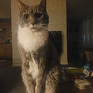 Sabertooth joined the competition — help win amazing prizes! calm, cat, close_up, dim_lighting, domestic_animal, ears, eyes, feline, gray_fur, household_items, indoor, living_room, paws, pet, portrait, sitting, table, television, whiskers, white_chest
