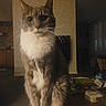 calm, cat, close_up, dim_lighting, domestic_animal, ears, eyes, feline, gray_fur, household_items, indoor, living_room, paws, pet, portrait, sitting, table, television, whiskers, white_chest