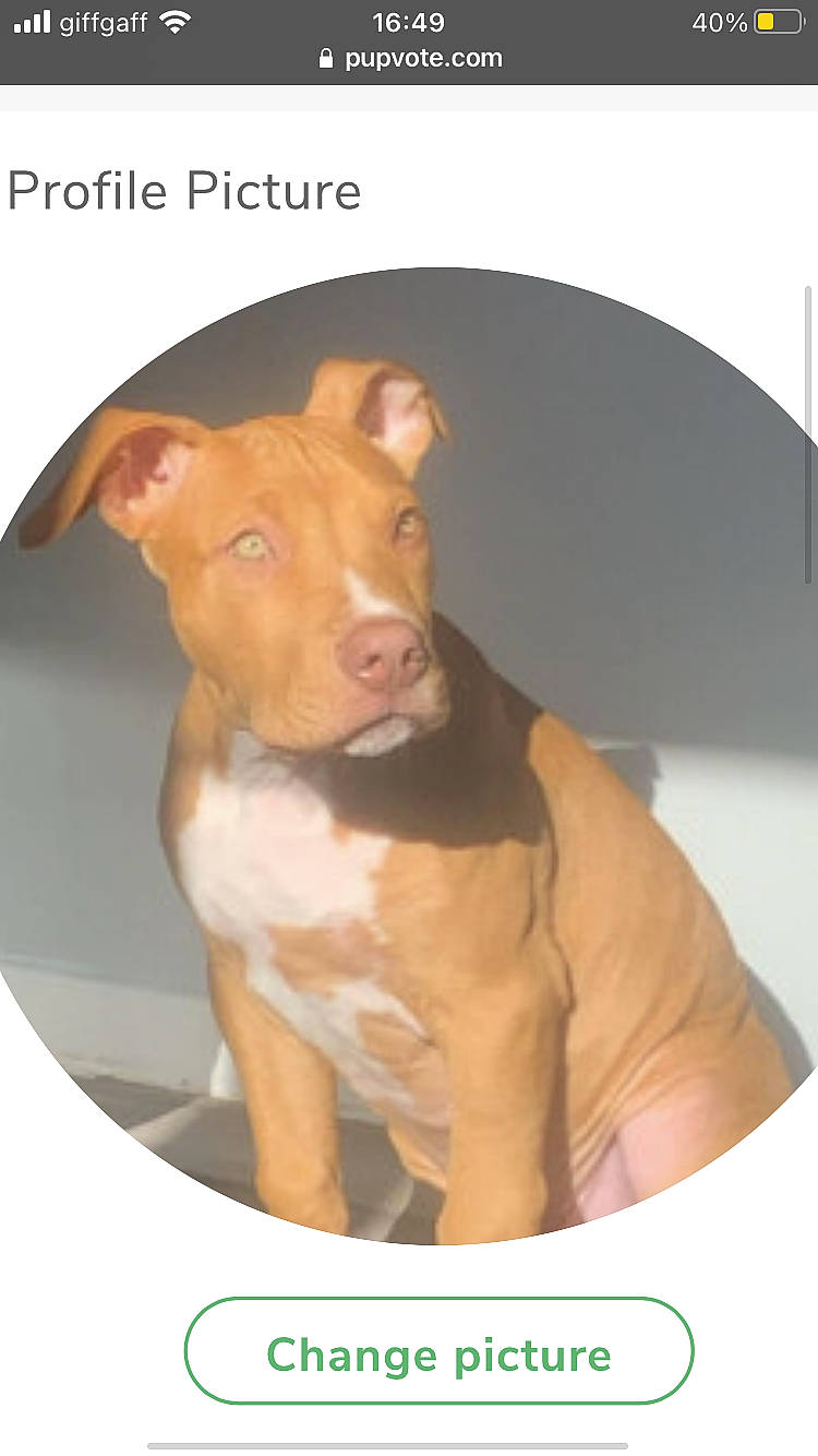 Kilo joined the competition — help win amazing prizes! ancient_dog_breeds, canidae, carnivore, circle, companion_dog, cuisine, dish, dog, dog_breed, ingredient, liver, non_sporting_group, pet_supply, recipe, rectangle, snout, sporting_group, terrestrial_animal, working_animal