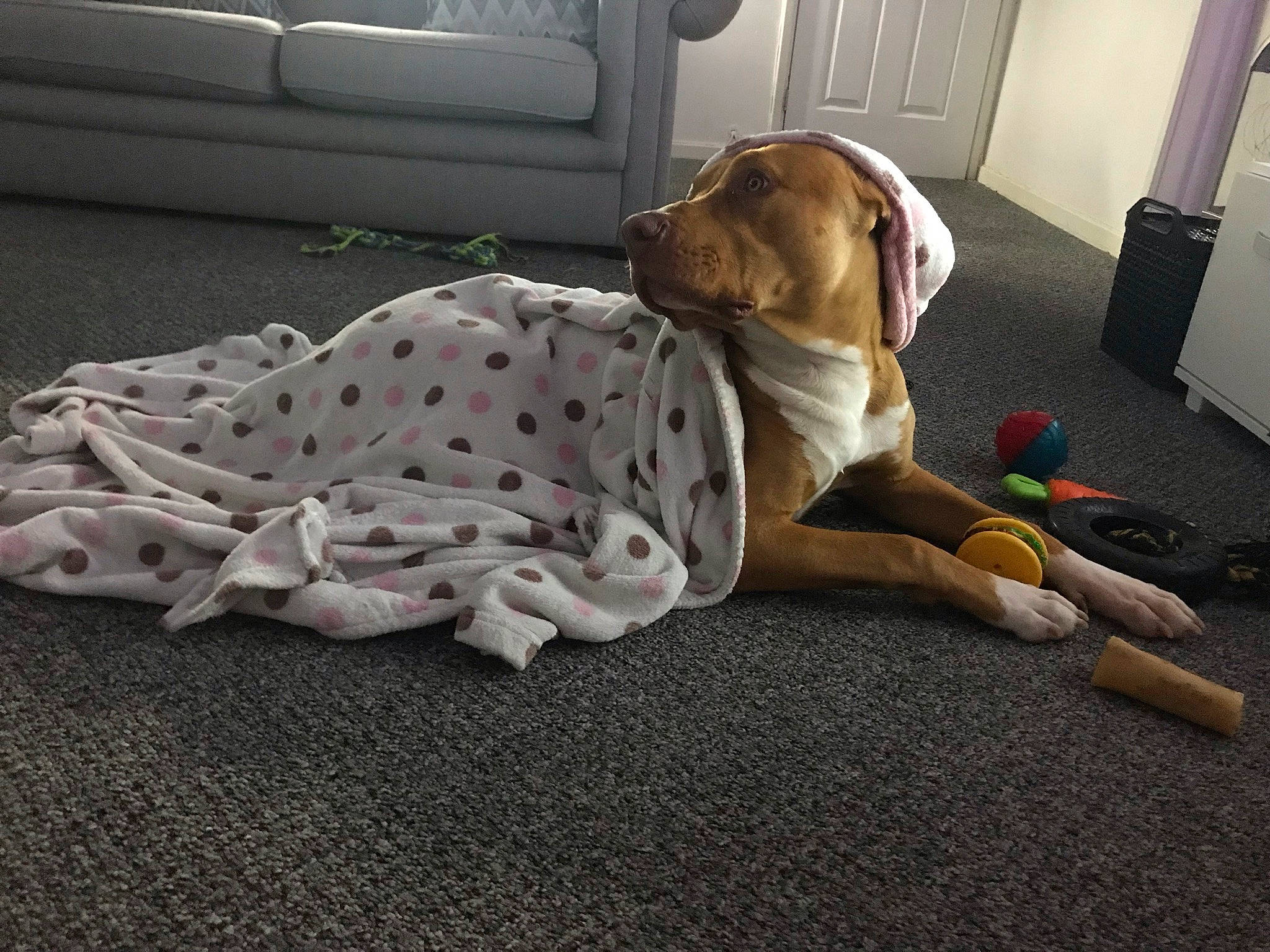 Kilo joined the competition — help win amazing prizes! canidae, carnivore, comfort, companion_dog, dog, dog_breed, dog_supply, door, fawn, floor, flooring, hardwood, human_leg, linens, mammal, pet_supply, sporting_group, vertebrate, wood, working_animal