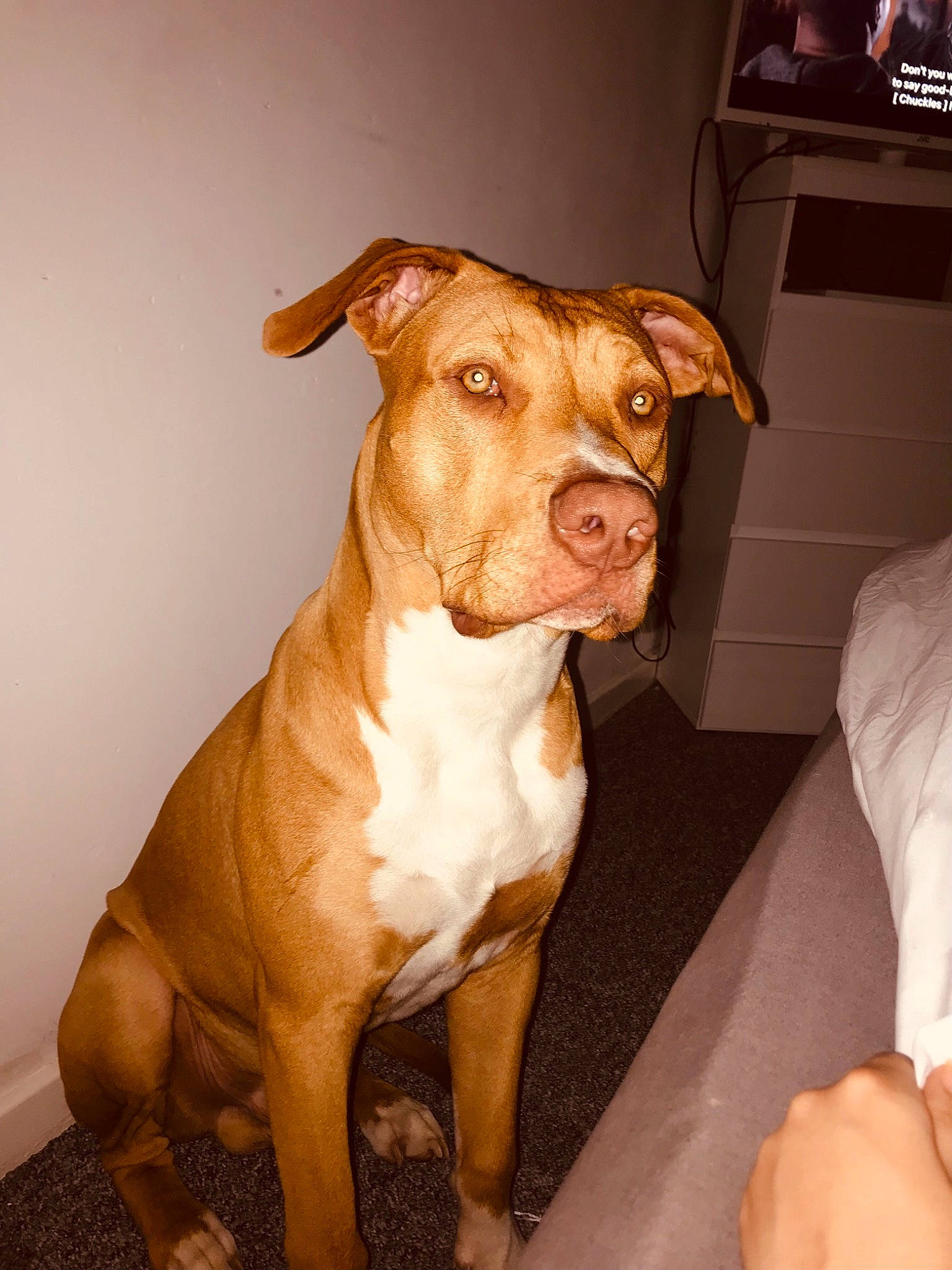 Kilo joined the competition — help win amazing prizes! ancient_dog_breeds, canidae, carnivore, companion_dog, dog, dog_breed, dog_collar, fawn, home_appliance, liver, molosser, non_sporting_group, picture_frame, sporting_group, tail, television, terrestrial_animal, whiskers, working_animal, working_dog