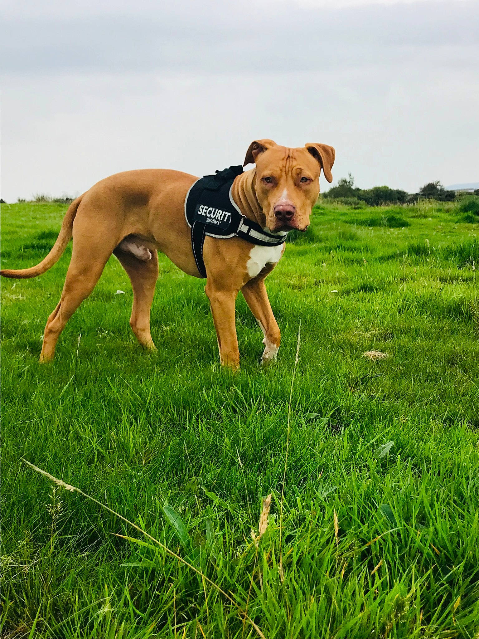 Kilo is registered to the contest to win money with this photo: ball, carnivore, cloud, companion_dog, dog, dog_breed, fawn, grass, grassland, happy, hound, pasture, people_in_nature, prairie, sky, snout, sporting_group, tail, terrestrial_animal, working_animal