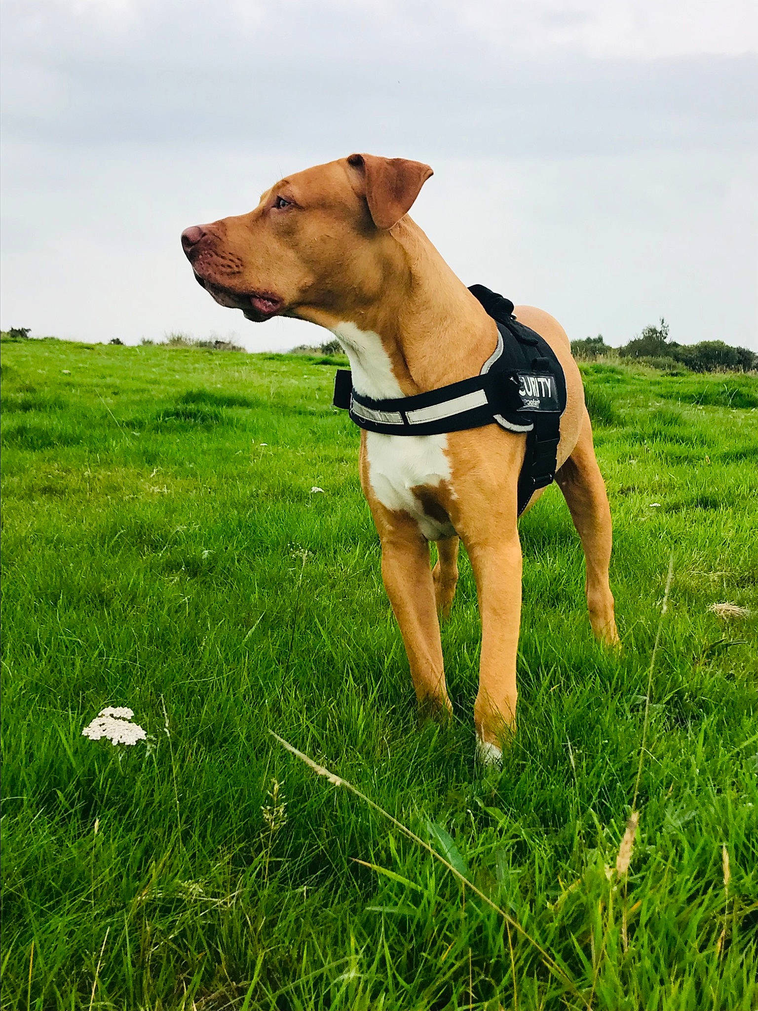 Kilo joined the competition — help win amazing prizes! carnivore, cloud, collar, companion_dog, dog, dog_breed, dog_collar, fawn, grass, grassland, happy, pasture, people_in_nature, pet_supply, plant, prairie, sky, snout, sporting_group, working_animal