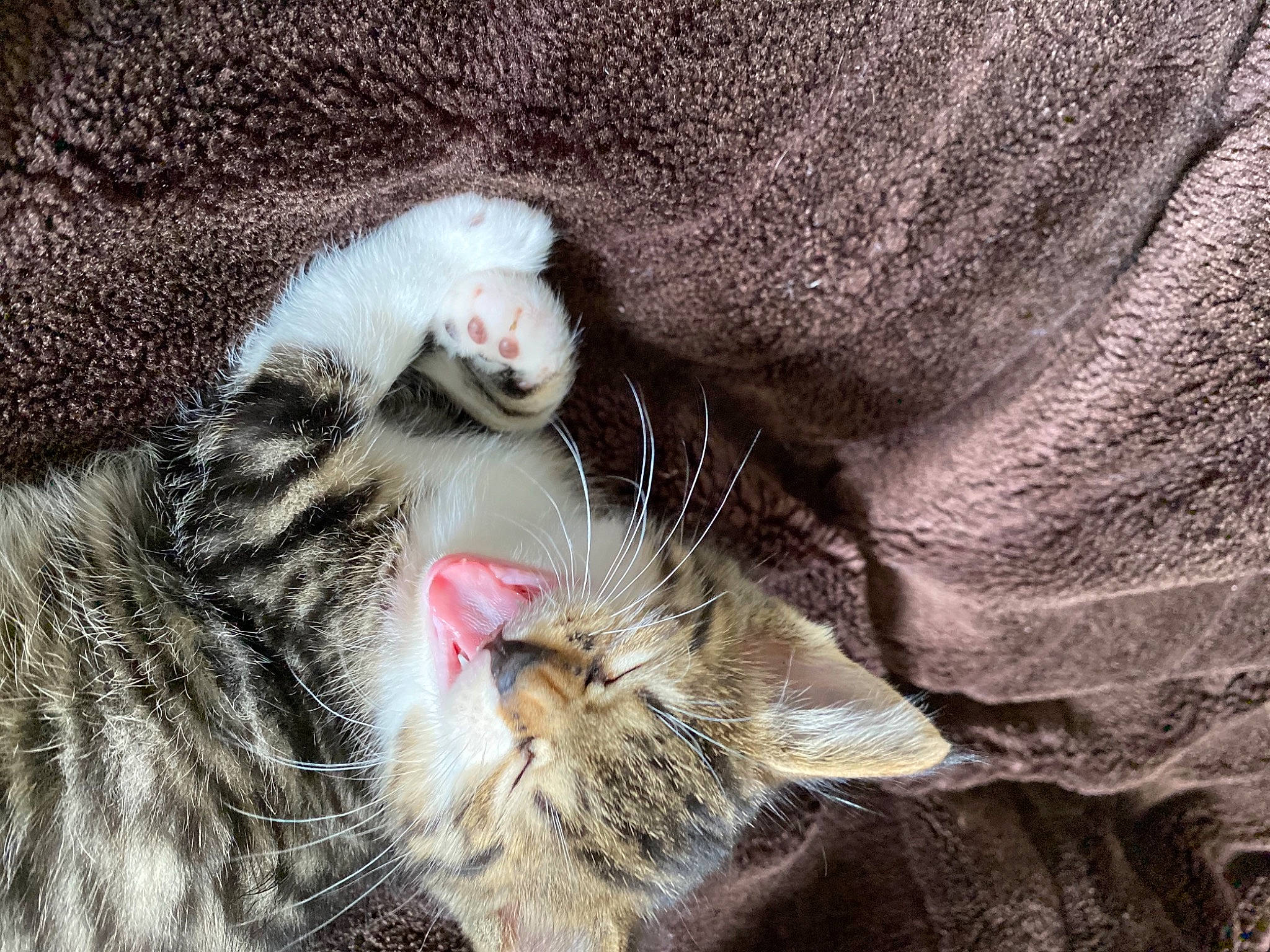 Ivy participe au concours pour gagner de l'argent avec cette photo : carnivore, cat, claw, close_up, comfort, domestic_short_haired_cat, eye, felidae, fur, nap, paw, sleep, small_to_medium_sized_cats, snout, tail, terrestrial_animal, tree, whiskers, wildlife