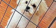 Berlioz joined the competition — help win amazing prizes! puppy, dog, white_fur, fluffy, pet, indoor, wooden_floor, metal_gate, curious, cute, small_dog, animal, companion, young_dog, domestic, looking, standing, floor, cage, fence