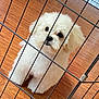 puppy, dog, white_fur, fluffy, pet, indoor, wooden_floor, metal_gate, curious, cute, small_dog, animal, companion, young_dog, domestic, looking, standing, floor, cage, fence