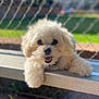 Berlioz is registered to the contest to win money with this photo: puppy, dog, white, fluffy, bench, outdoor, sunlight, grass, fence, pet, cute, happy, animal, portrait, smiling, young, playful, domestic, closeup, friendly