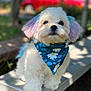 Berlioz is registered to the contest to win money with this photo: dog, fluffy, white, pastel_ears, purple_ears, blue_ears, bandana, floral_pattern, bench, outdoor, pet, cute, portrait, animal, small_dog, fur, closeup, sunlight, garden, adorable