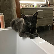 Grichou a rejoint le concours — aidez-le/la à gagner de superbes lots ! animal, bathroom, bathtub, cat, clean, curious, domestic, edge, floor, furniture, gray_cat, household, indoor, mirror, modern, pet, relaxed, resting, tile, toiletries