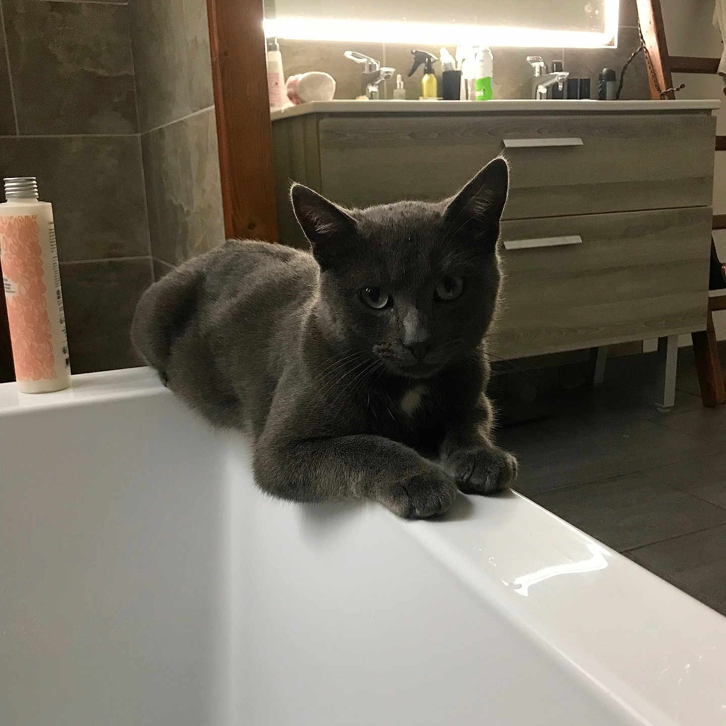 Grichou a rejoint le concours — aidez-le/la à gagner de superbes lots ! animal, bathroom, bathtub, cat, clean, curious, domestic, edge, floor, furniture, gray_cat, household, indoor, mirror, modern, pet, relaxed, resting, tile, toiletries