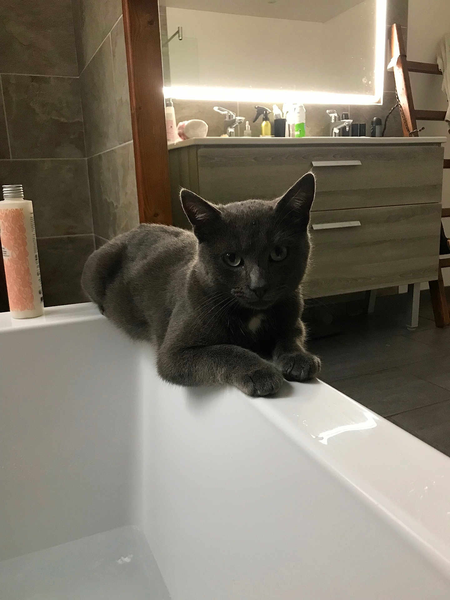 Grichou a rejoint le concours — aidez-le/la à gagner de superbes lots ! animal, bathroom, bathtub, cat, clean, curious, domestic, edge, floor, furniture, gray_cat, household, indoor, mirror, modern, pet, relaxed, resting, tile, toiletries