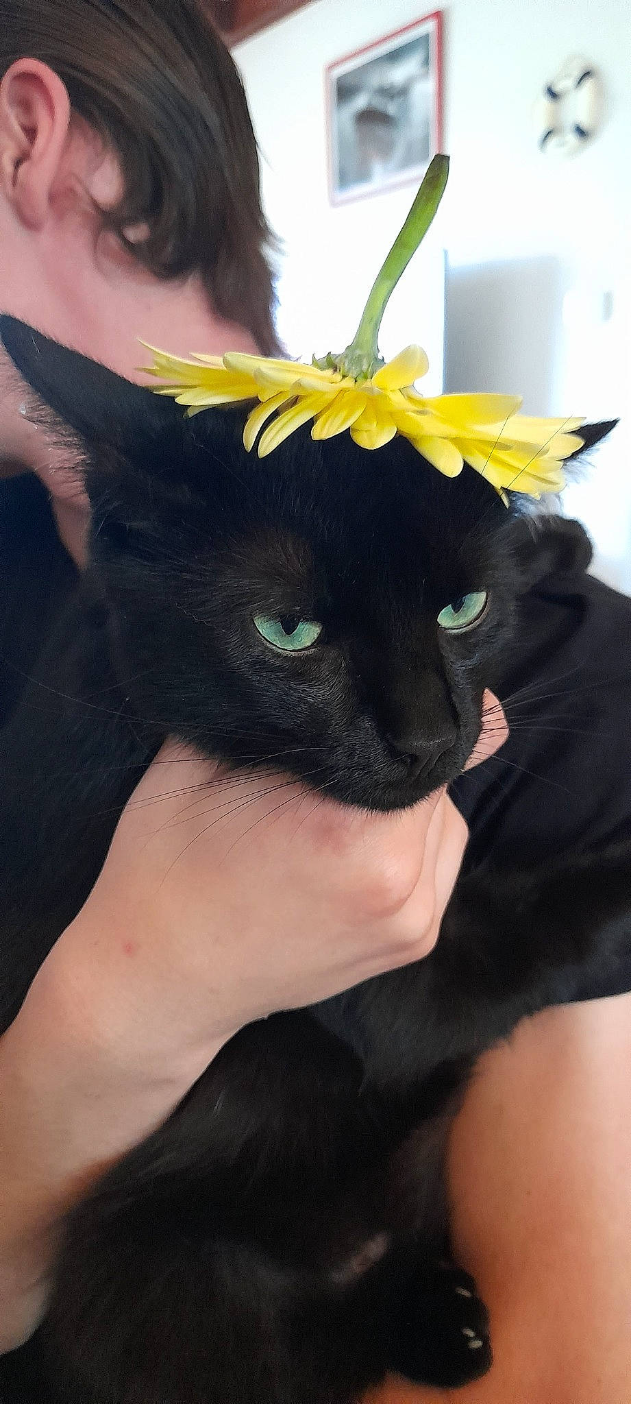 Covid a rejoint le concours — aidez-le/la à gagner de superbes lots ! carnivore, cat, electric_blue, eye, eyewear, fashion_accessory, felidae, fur, gesture, glasses, hat, helmet, iris, personal_protective_equipment, plant, selfie, small_to_medium_sized_cats, snout, sunglasses, whiskers