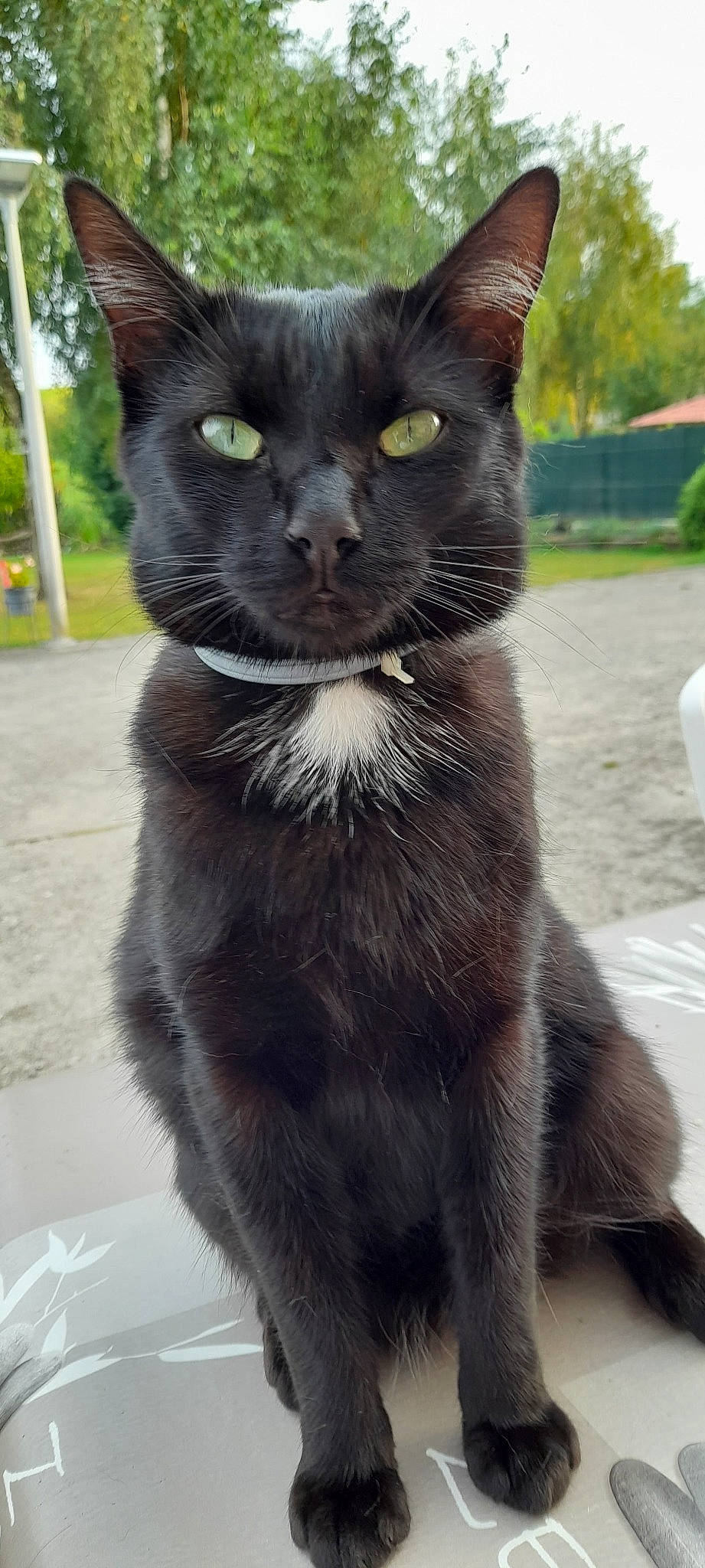 Covid participe au concours pour gagner de l'argent avec cette photo : black_cat, bombay, carnivore, cat, claw, collar, domestic_short_haired_cat, eye, felidae, fur, havana_brown, paw, plant, small_to_medium_sized_cats, snout, tail, terrestrial_animal, tree, whiskers