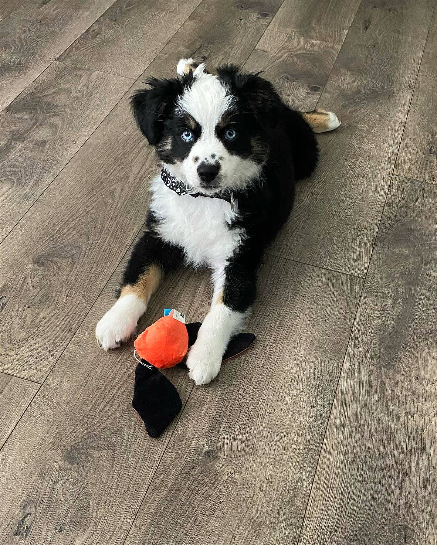 Mater is registered to the contest to win money with this photo: canidae, carnivore, companion_dog, dog, dog_breed, dog_supply, flooring, fur, hardwood, herding_dog, paw, puppy, snout, sporting_group, tail, toy_dog, whiskers, wood, working_animal, working_dog