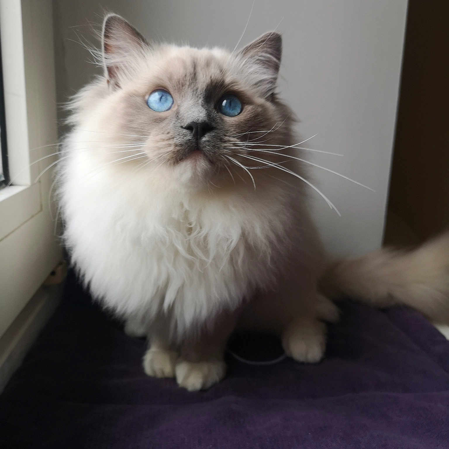 Poupoutch