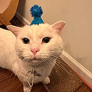 Snowball joined the competition — help win amazing prizes! birthday_hat, blue_hat, cardboard_scratch_pad, cat, closeup, collar, cute, ears, feline, hardwood_floor, indoor, party_hat, paw, pet, pink_nose, portrait, scratching_post, wall, whiskers, white_cat