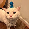birthday_hat, blue_hat, cardboard_scratch_pad, cat, closeup, collar, cute, ears, feline, hardwood_floor, indoor, party_hat, paw, pet, pink_nose, portrait, scratching_post, wall, whiskers, white_cat