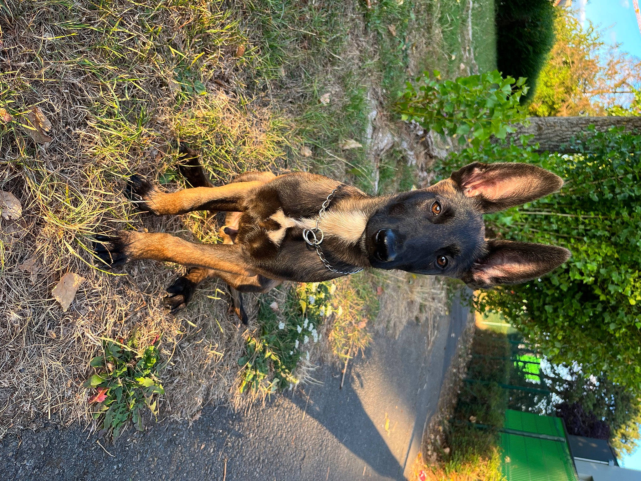 Tayron participe au concours pour gagner de l'argent avec cette photo : branch, carnivore, dog, dog_breed, fawn, forest, german_shepherd_dog, grass, guard_dog, landscape, organism, plant, snout, terrestrial_animal, tree, trunk, vegetation, wood, woody_plant, working_animal