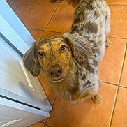 Cacau joined the competition — help win amazing prizes! dog, pet, indoor, tile_floor, brown, speckled, curious, tail, ears, face, looking_up, animal, canine, floor, door, home, fur, whiskers, close_up, domestic