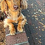 Cacau joined the competition — help win amazing prizes! dog, animal, pet, outdoor, brick, pavement, leaf, person, plaid_shorts, fur, ears, eyes, nose, paws, curious, closeup, casual, daylight, walkway, nature