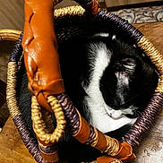 Domino participe au concours pour gagner de l'argent avec cette photo : cat, sleeping, basket, woven, leather, handle, wooden_table, black_and_white, fur, cozy, curled_up, pet, indoor, resting, close_up, animal, quiet, peaceful, texture, home