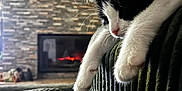 Domino participe au concours pour gagner de l'argent avec cette photo : cat, black_and_white, feline, paws, couch, furniture, indoor, fireplace, warmth, cozy, relaxed, pet, whiskers, texture, living_room, blurred_background, resting, domestic_animal, comfortable, home