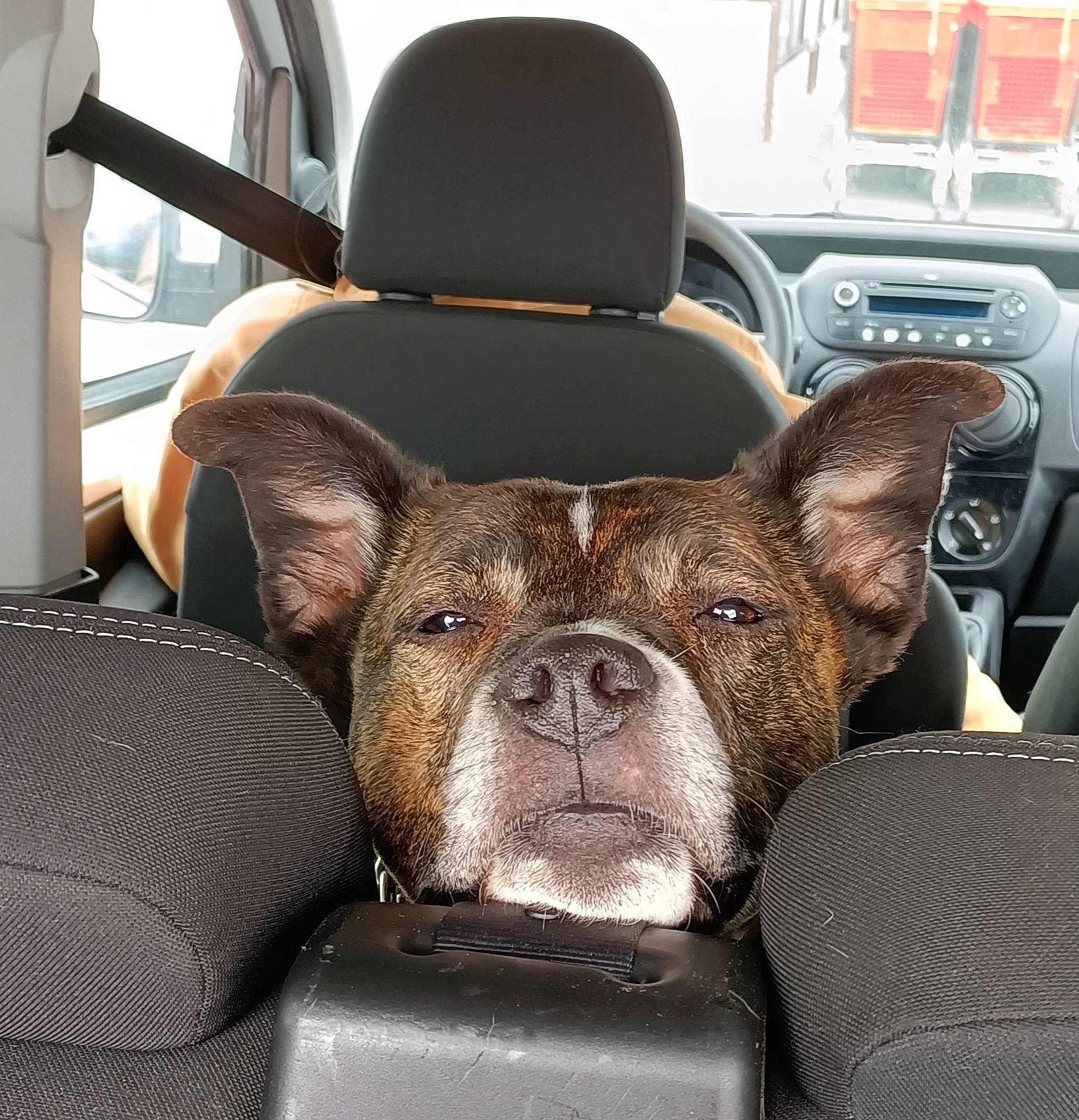 Inox a rejoint le concours — aidez-le/la à gagner de superbes lots ! auto_part, automotive_design, car_seat, car_seat_cover, carnivore, comfort, companion_dog, dog, dog_breed, fawn, head_restraint, liver, motor_vehicle, snout, toy_dog, vehicle, vehicle_door, whiskers, window, working_animal