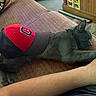 Smokey joined the competition — help win amazing prizes! cat, gray_cat, pet, animal, baseball_cap, red_hat, sports_fan, lounging, sleeping, couch, indoor, living_room, furniture, relaxed, furry, whiskers, ears, paws, human_arm, cozy