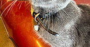 Smokey is registered to the contest to win money with this photo: cat, gray_cat, feline, green_eyes, whiskers, collar, bell, pet, animal, close_up, portrait, fur, short_hair, sitting, lying_down, red_surface, indoor, warm_lighting, dramatic, cute