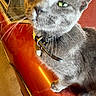 cat, gray_cat, feline, green_eyes, whiskers, collar, bell, pet, animal, close_up, portrait, fur, short_hair, sitting, lying_down, red_surface, indoor, warm_lighting, dramatic, cute