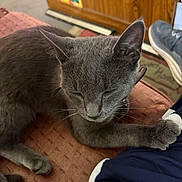 Smokey is registered to the contest to win money with this photo: cat, gray_cat, feline, pet, animal, sleeping, relaxed, closed_eyes, whiskers, ears, paws, fur, short_hair, sitting, lying_down, indoor, lap, cushion, wooden_furniture, sneaker
