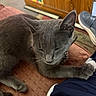 cat, gray_cat, feline, pet, animal, sleeping, relaxed, closed_eyes, whiskers, ears, paws, fur, short_hair, sitting, lying_down, indoor, lap, cushion, wooden_furniture, sneaker