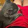 Smokey is registered to the contest to win money with this photo: cat, gray_cat, sleeping, resting, pet, feline, fur, whiskers, ears, paws, close_up, portrait, indoors, lap, red_clothing, black_clothing, cozy, relaxed, cuddling, home