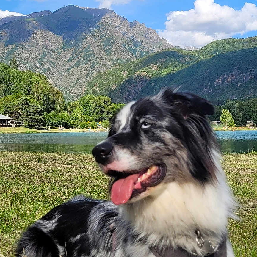 Uki participe au concours pour gagner de l'argent avec cette photo : dog, border_collie, grass, lake, mountains, sky, clouds, outdoor, nature, animal, pet, tongue_out, happy, leash, harness, summer, scenic, relaxing, landscape, daytime