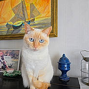 Mia participe au concours pour gagner de l'argent avec cette photo : cat, blue_eyes, cream_color, sitting, tail_curled, wooden_surface, painting, sailboats, sunset, decor, ceramic, vase, photograph, wall, indoor, feline, pet, portrait, art, home