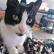 Mymie participe au concours pour gagner de l'argent avec cette photo : cat, black_and_white, close_up, whiskers, green_eyes, curious, pet, indoor, fabric, patterned_cloth, feline, animal, domestic, soft_focus_background, home, furniture, computer, chair, table, cozy