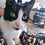 cat, black_and_white, close_up, whiskers, green_eyes, curious, pet, indoor, fabric, patterned_cloth, feline, animal, domestic, soft_focus_background, home, furniture, computer, chair, table, cozy