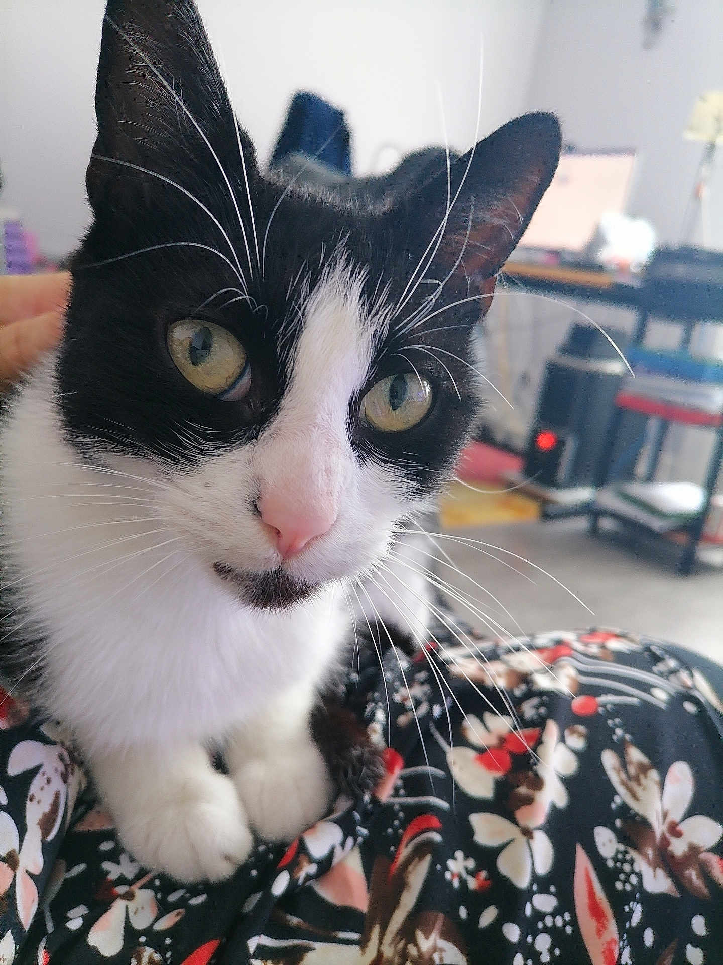 Mymie participe au concours pour gagner de l'argent avec cette photo : cat, black_and_white, close_up, whiskers, green_eyes, curious, pet, indoor, fabric, patterned_cloth, feline, animal, domestic, soft_focus_background, home, furniture, computer, chair, table, cozy