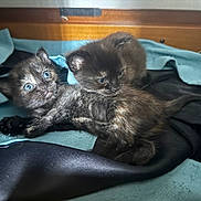 Spot joined the competition — help win amazing prizes! kitten, cat, animal, pet, cute, blue_eyes, fur, snuggle, soft, fabric, black, brown, small, young, indoor, closeup, cozy, resting, sleepy, playful