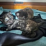 kitten, cat, animal, pet, cute, blue_eyes, fur, snuggle, soft, fabric, black, brown, small, young, indoor, closeup, cozy, resting, sleepy, playful
