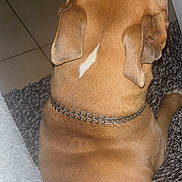 Rimo participe au concours pour gagner de l'argent avec cette photo : dog, brown_dog, collar, chain_collar, pet, indoor, flooring, tile_floor, rug, fur, animal, canine, back_view, ear, resting, domestic_animal, companion, cute, white_patch, texture