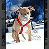 Rimo a rejoint le concours — aidez-le/la à gagner de superbes lots ! dog, puppy, snow, red_harness, blue_eyes, outdoor, winter, mountain, sky, pet, animal, young, nature, cute, canine, walking, cold, fur, alert, landscape