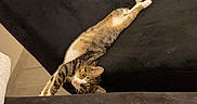 Nala participe au concours pour gagner de l'argent avec cette photo : cat, chair, indoor, stretching, black, furniture, pet, looking, curious, floor, door, domestic, relaxing, animal, tabby, whiskers, head, upside_down, home, cozy