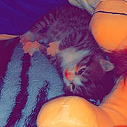 Nala participe au concours pour gagner de l'argent avec cette photo : kitten, cat, sleeping, plush_toy, blanket, striped, furry, cozy, indoor, pet, cute, small, animal, resting, soft, comfort, fur, nap, domestic_cat, young