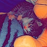 kitten, cat, sleeping, plush_toy, blanket, striped, furry, cozy, indoor, pet, cute, small, animal, resting, soft, comfort, fur, nap, domestic_cat, young