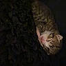 Nala a rejoint le concours — aidez-le/la à gagner de superbes lots ! kitten, sleeping, cat, blanket, dark, cozy, fur, pet, animal, resting, cute, small, texture, soft, indoor, warm, yellow, comfort, peaceful, young