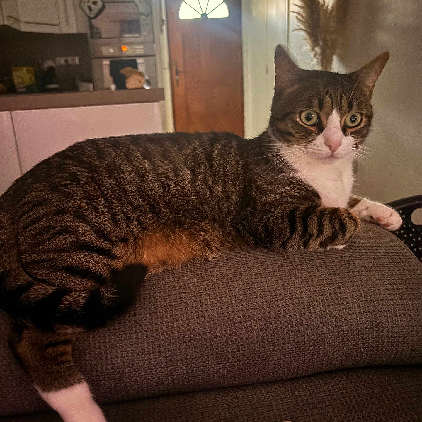 Nala