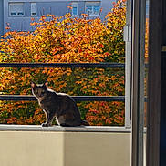 Ruby participe au concours pour gagner de l'argent avec cette photo : animal, apartment_building, autumn, balcony, cat, curious, daylight, domestic_animal, fall_leaves, feline, leafy, nature, orange_leaves, outdoor, pet, railing, sitting, sunlight, urban, window