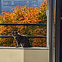 animal, apartment_building, autumn, balcony, cat, curious, daylight, domestic_animal, fall_leaves, feline, leafy, nature, orange_leaves, outdoor, pet, railing, sitting, sunlight, urban, window